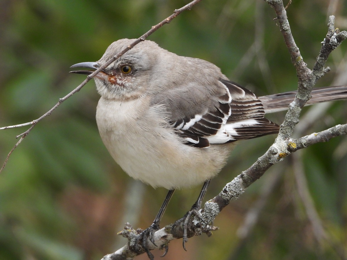 Kuzeyli Taklitçi - ML646432980