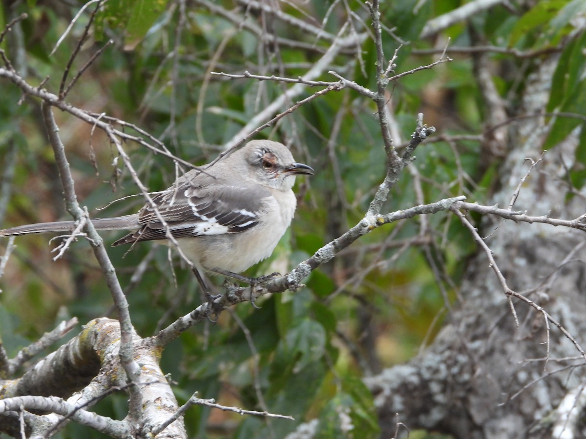 Kuzeyli Taklitçi - ML646432981