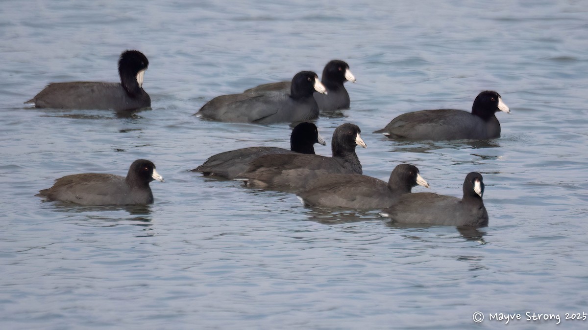 American Coot - ML646432983