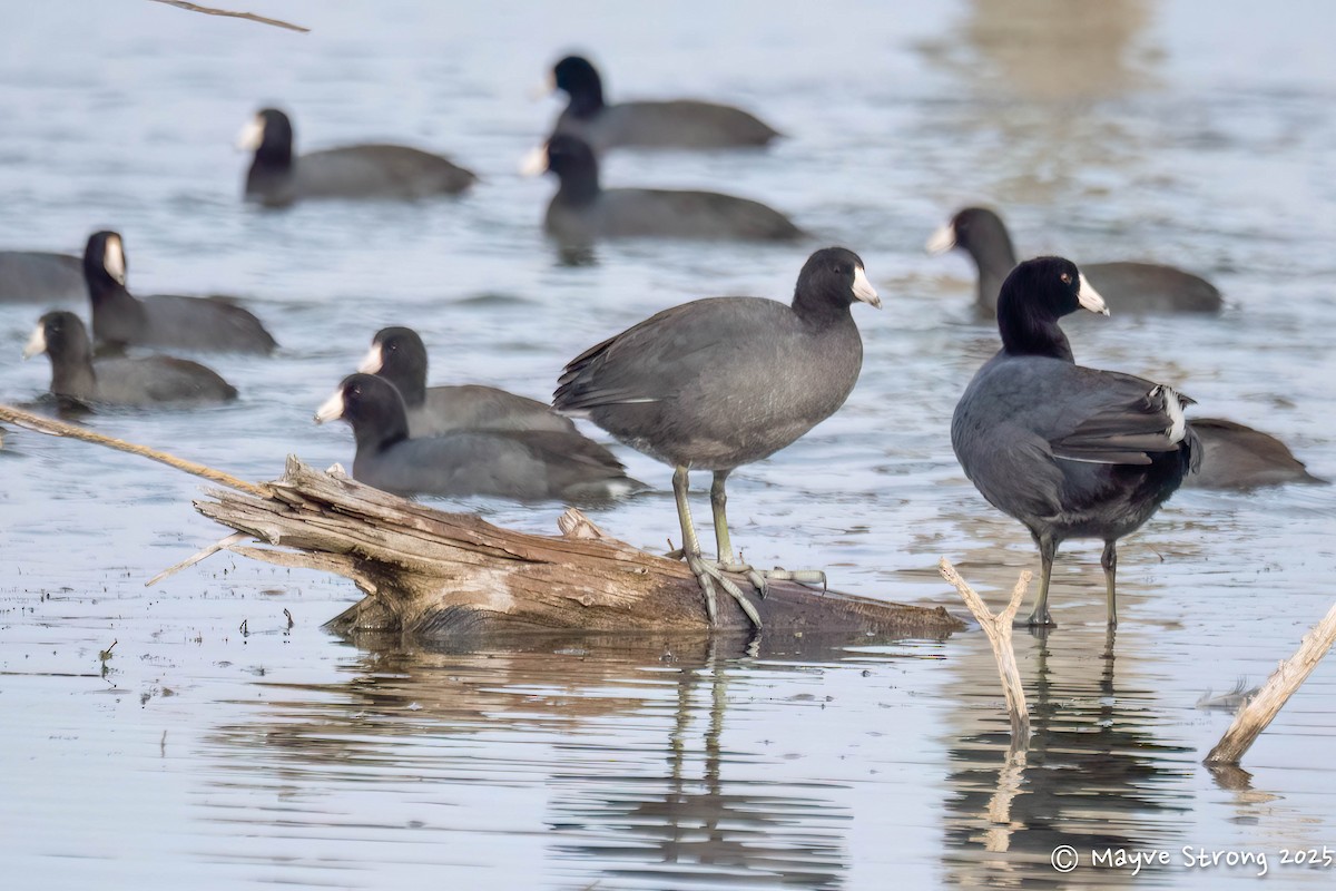 American Coot - ML646432984