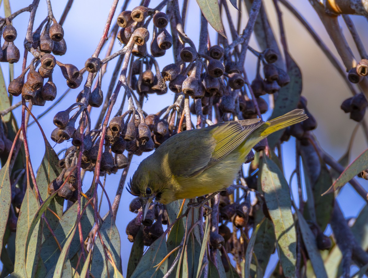 lesňáček hvězdičkový - ML646432985