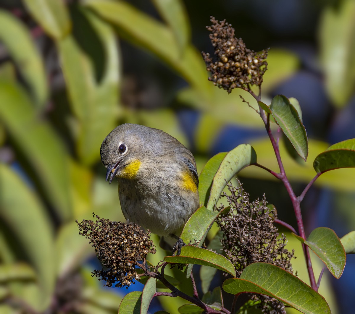 lesňáček žlutoskvrnný (ssp. auduboni) - ML646432988