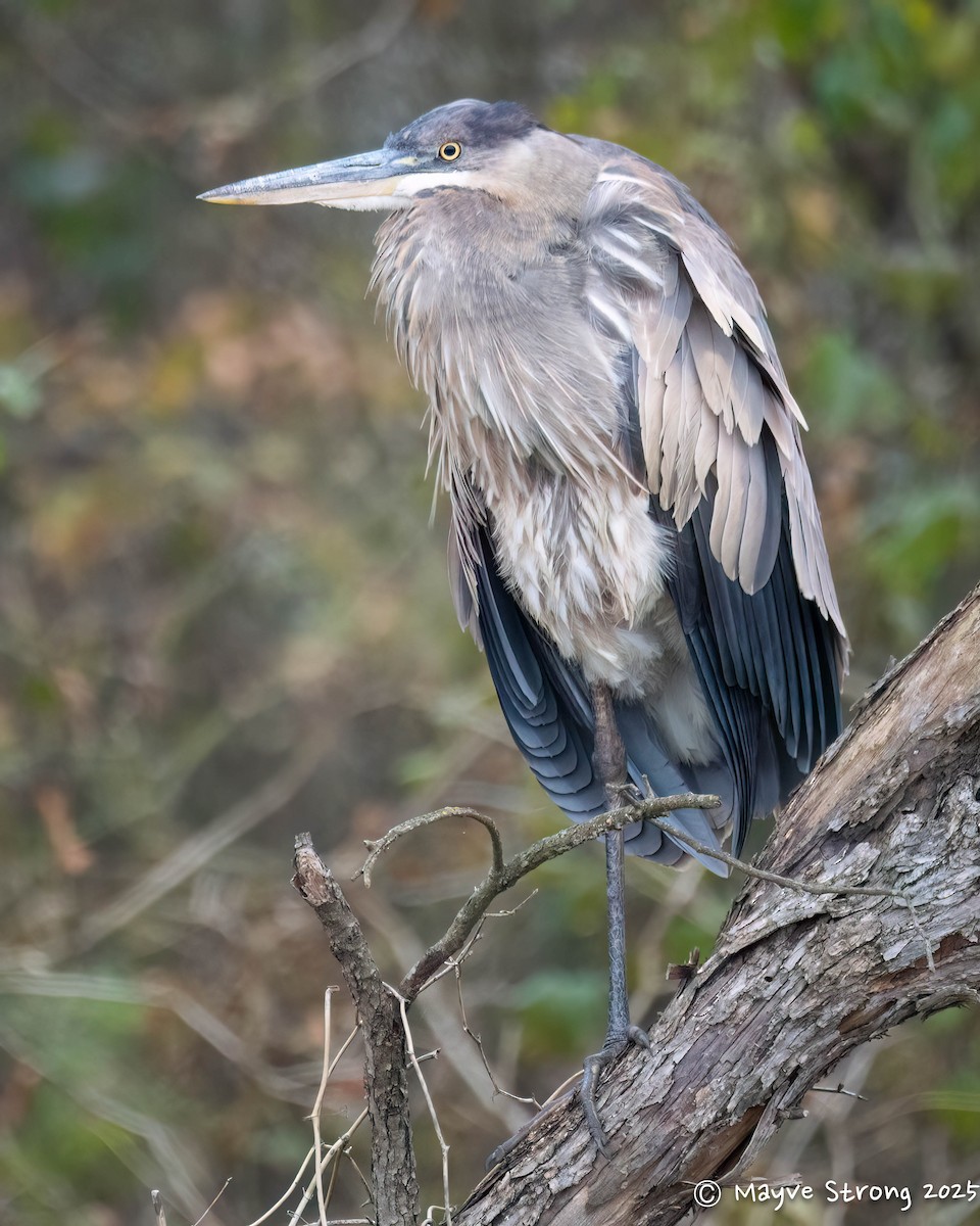 Great Blue Heron - ML646432989