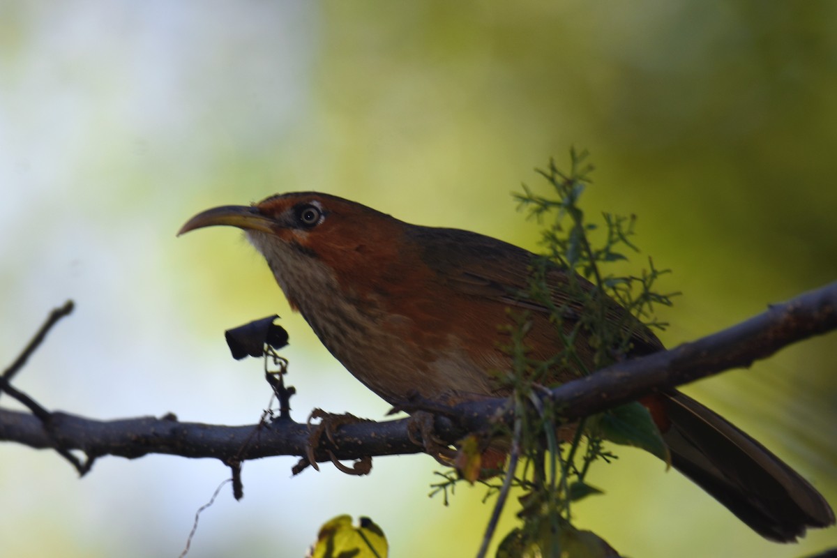 Rusty-cheeked Scimitar-Babbler - ML646432990