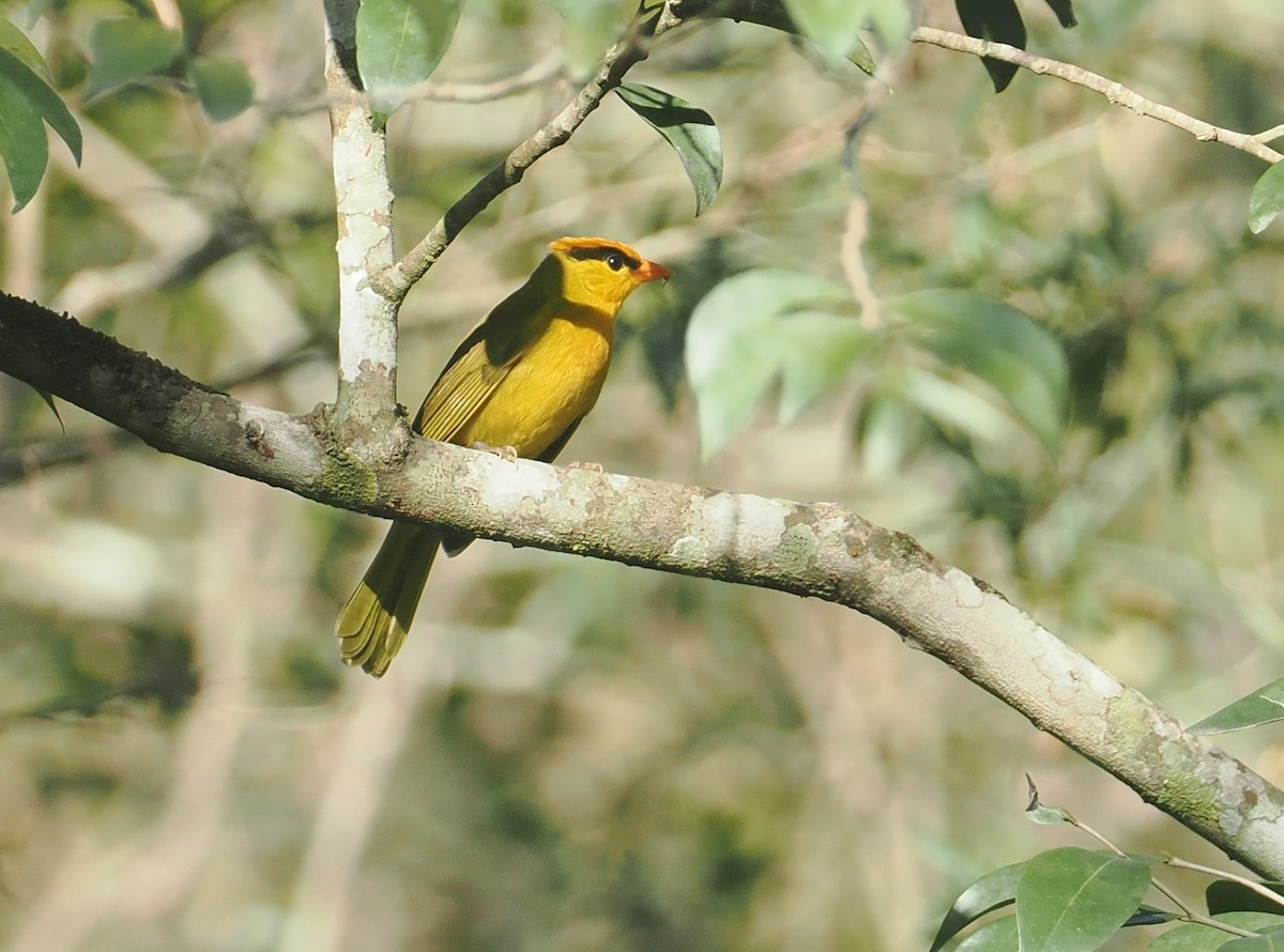 Tangara inti - ML646432991