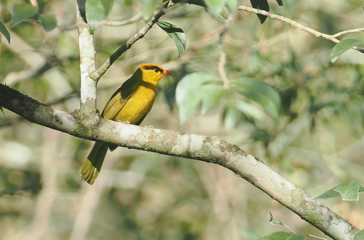 Tangara inti - ML646432993