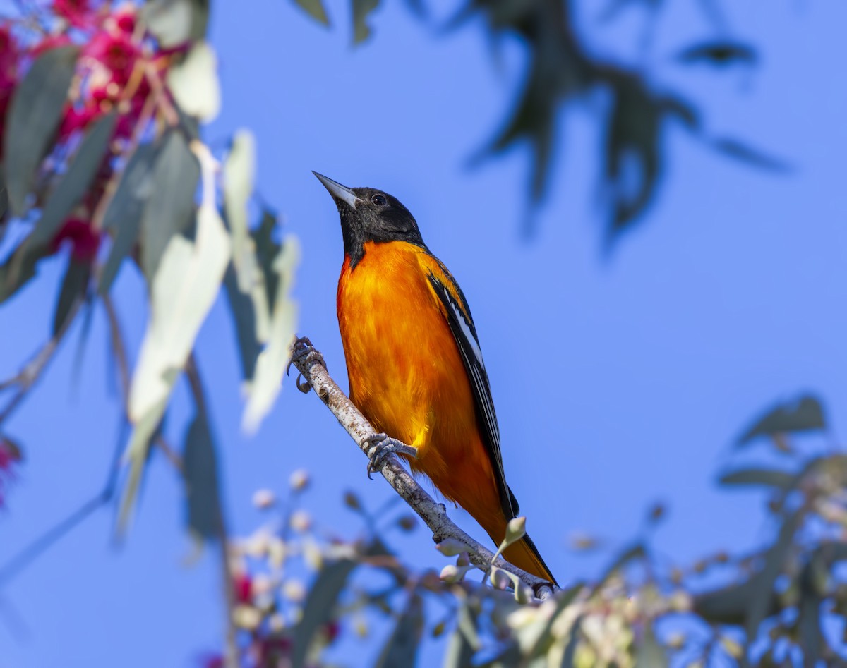 trupiál baltimorský - ML646432994