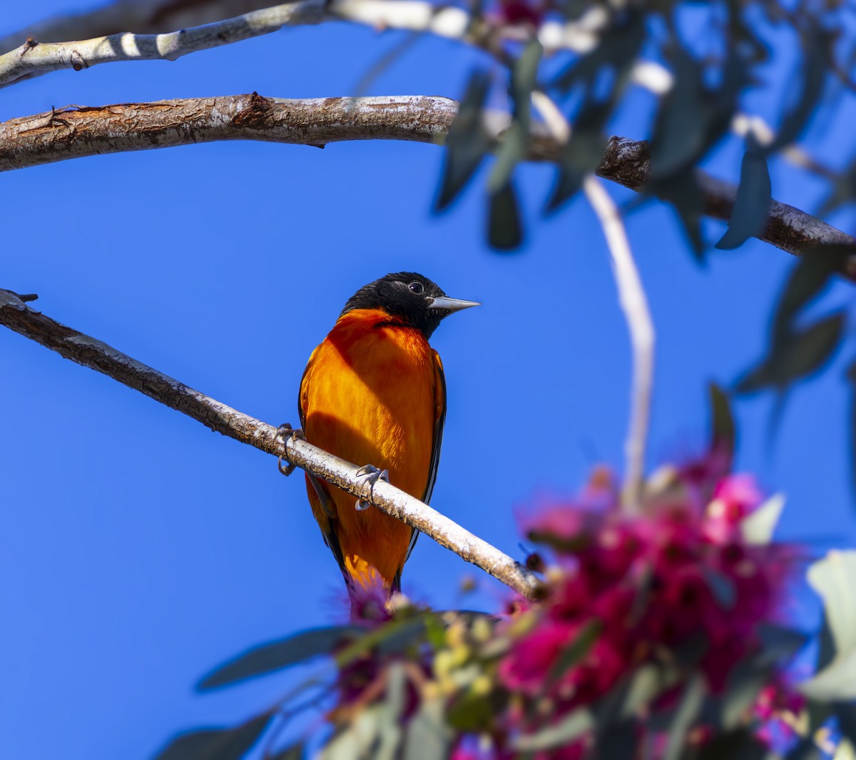 trupiál baltimorský - ML646432995