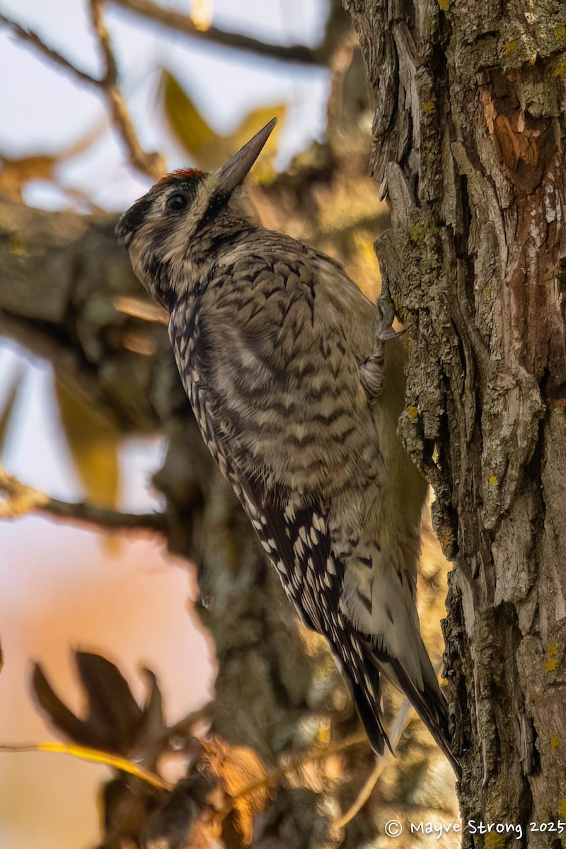 Yellow-bellied Sapsucker - ML646433000
