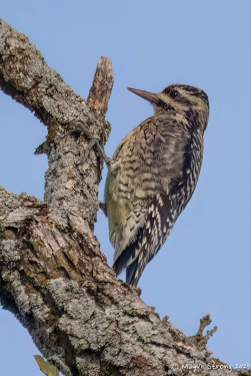 Yellow-bellied Sapsucker - ML646433001