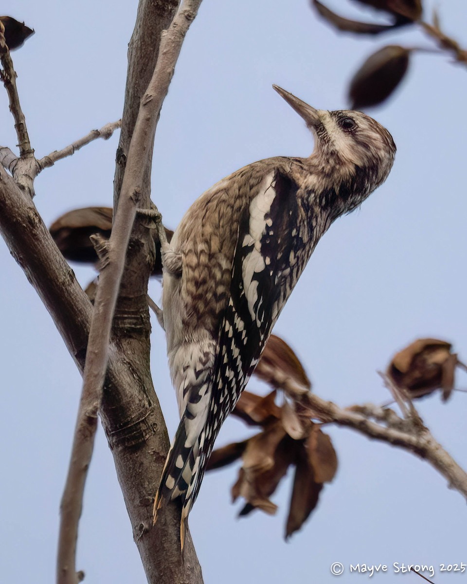 Yellow-bellied Sapsucker - ML646433002