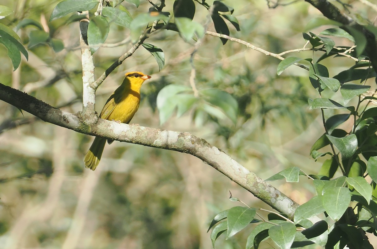 Tangara inti - ML646433004