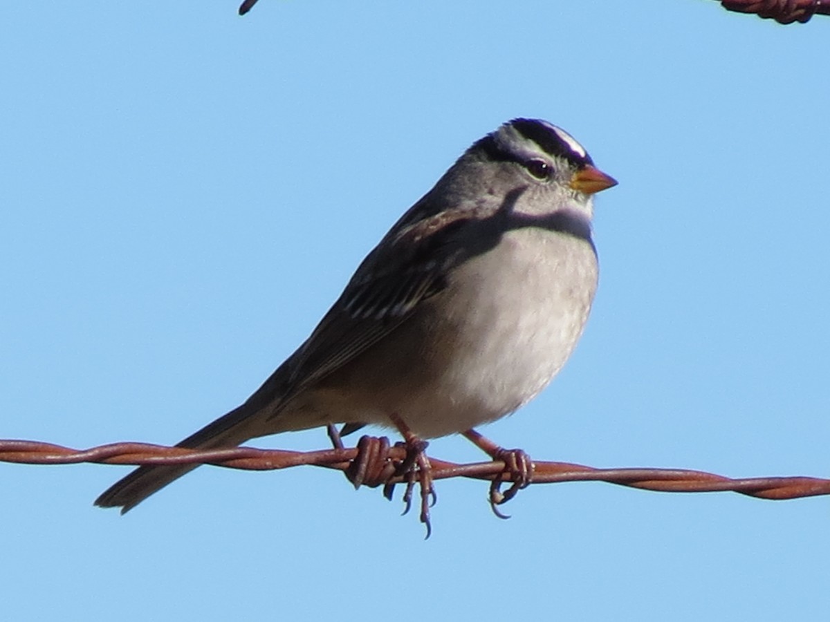 White-crowned Sparrow (Gambel's) - ML646433005