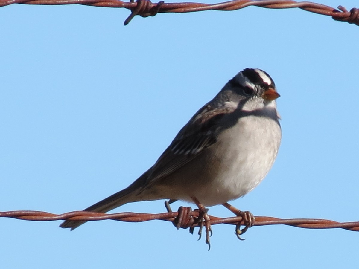 White-crowned Sparrow (Gambel's) - ML646433006