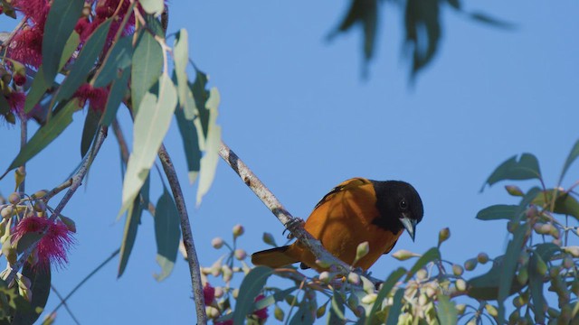 trupiál baltimorský - ML646433007