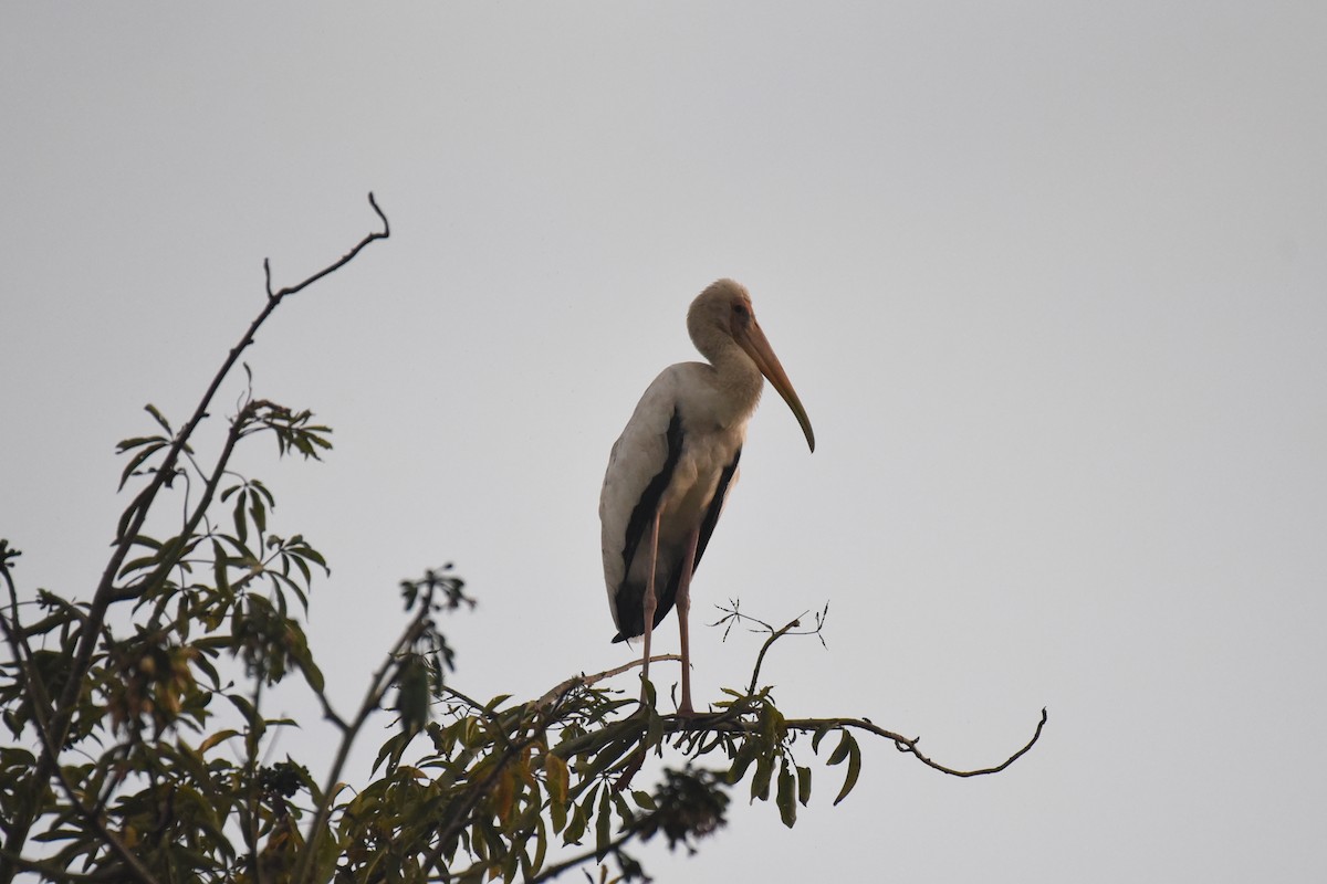 Milchstorch - ML646433008