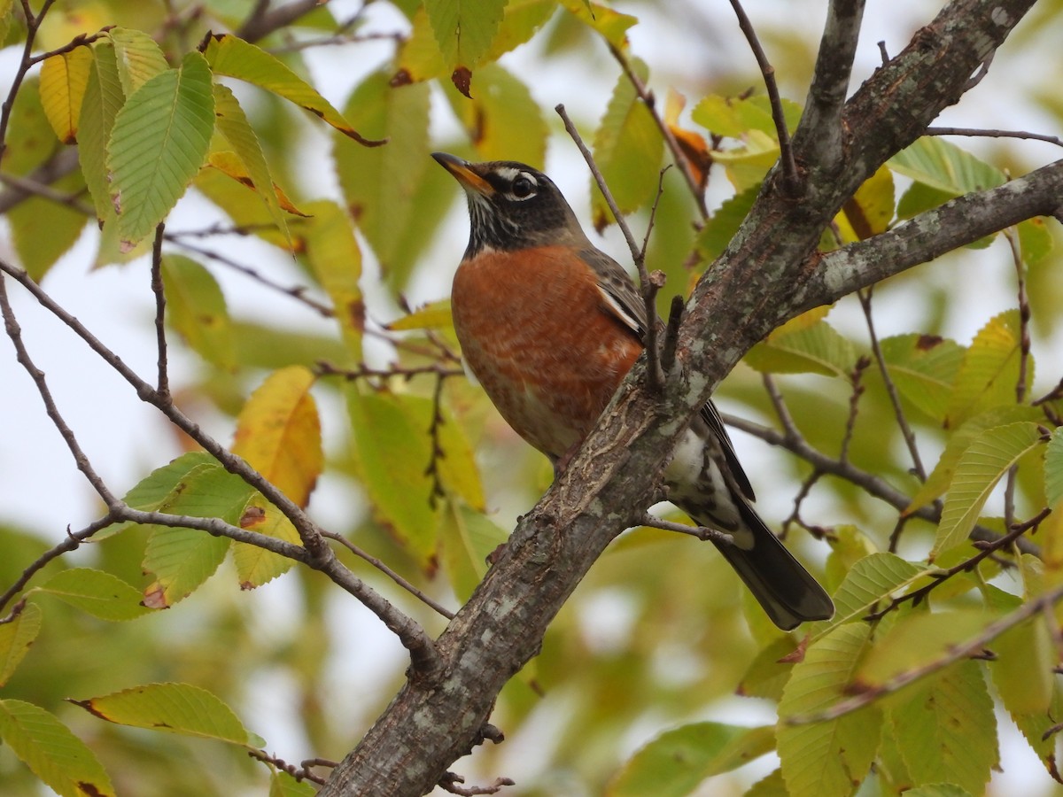 American Robin - ML646433009