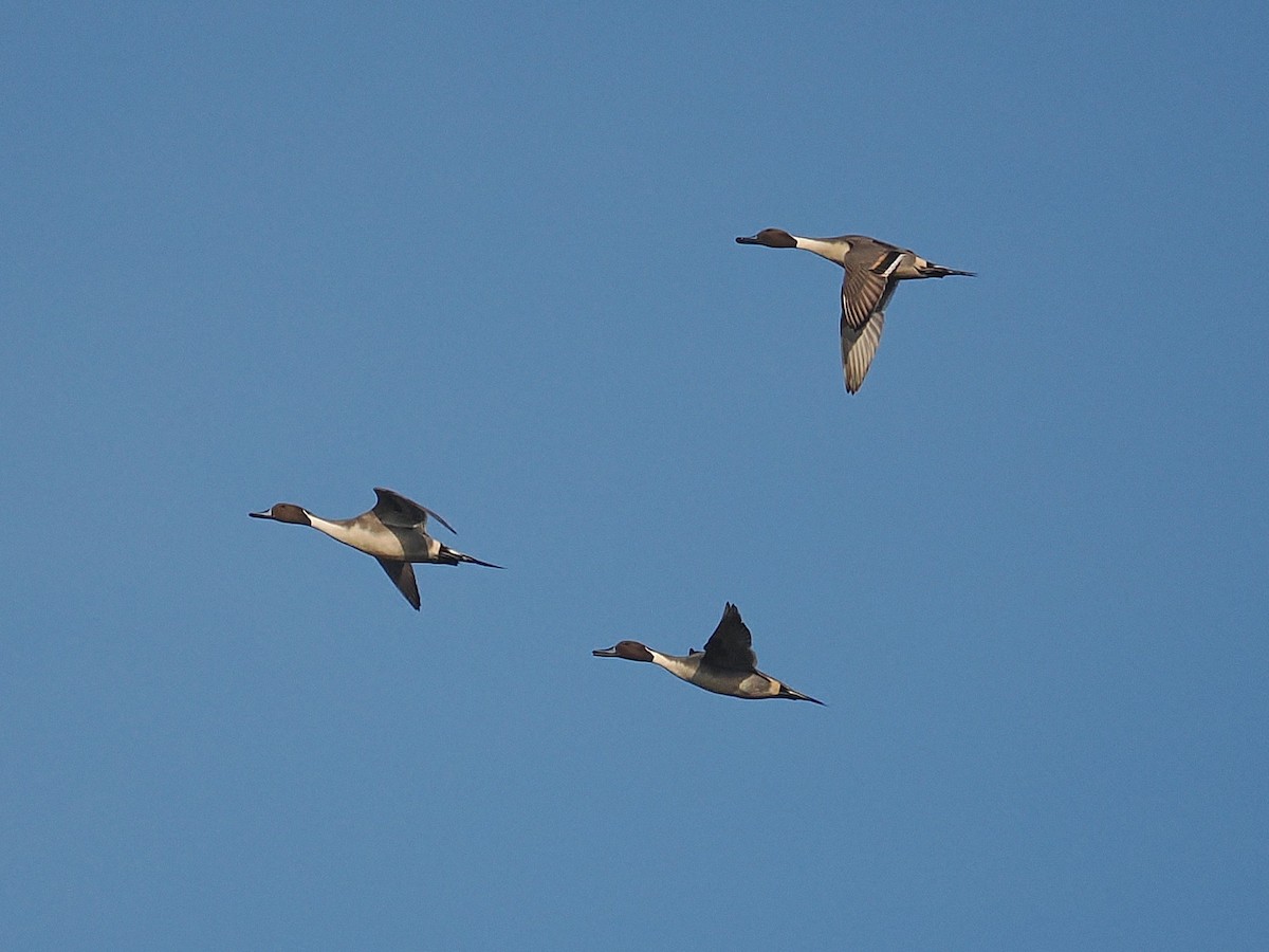 Northern Pintail - ML646433010