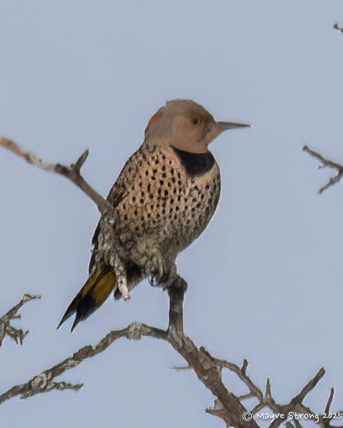 Northern Flicker - ML646433011