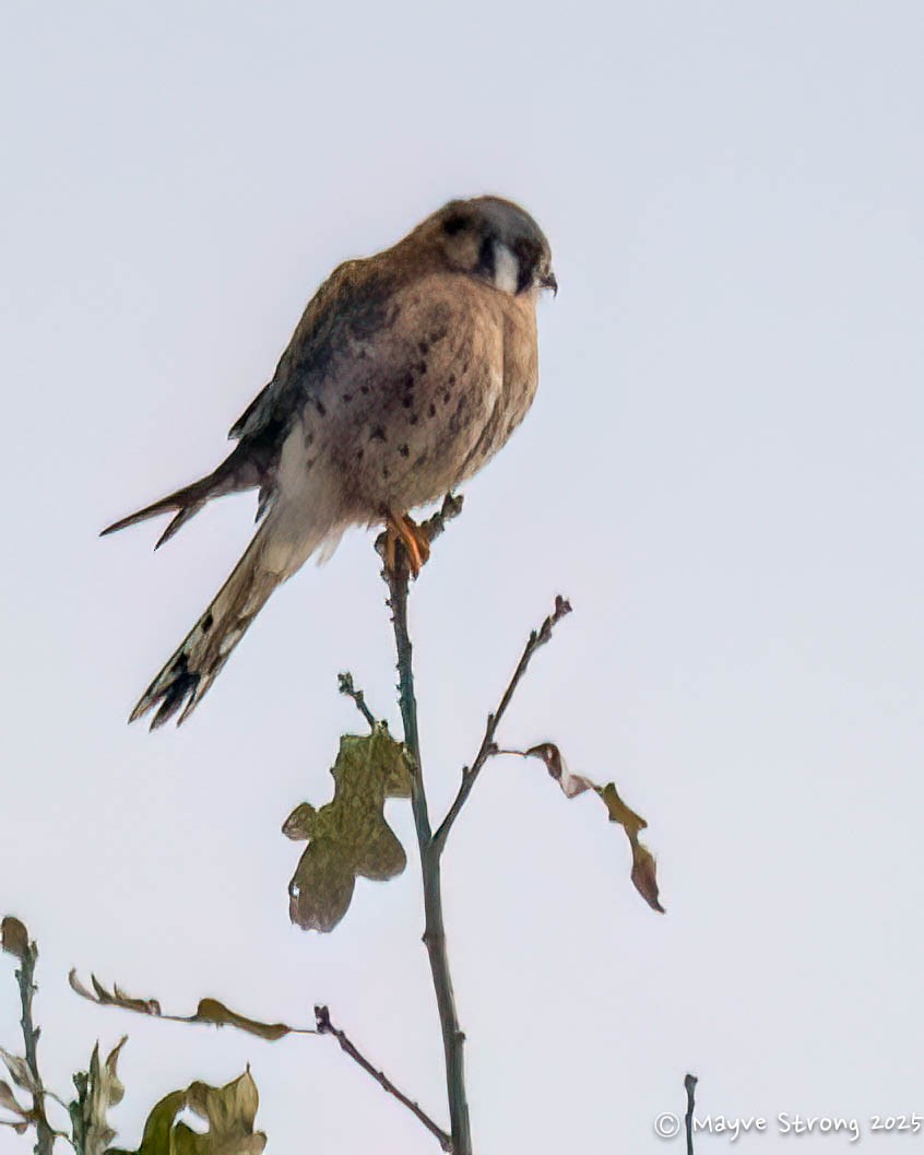 American Kestrel - ML646433013