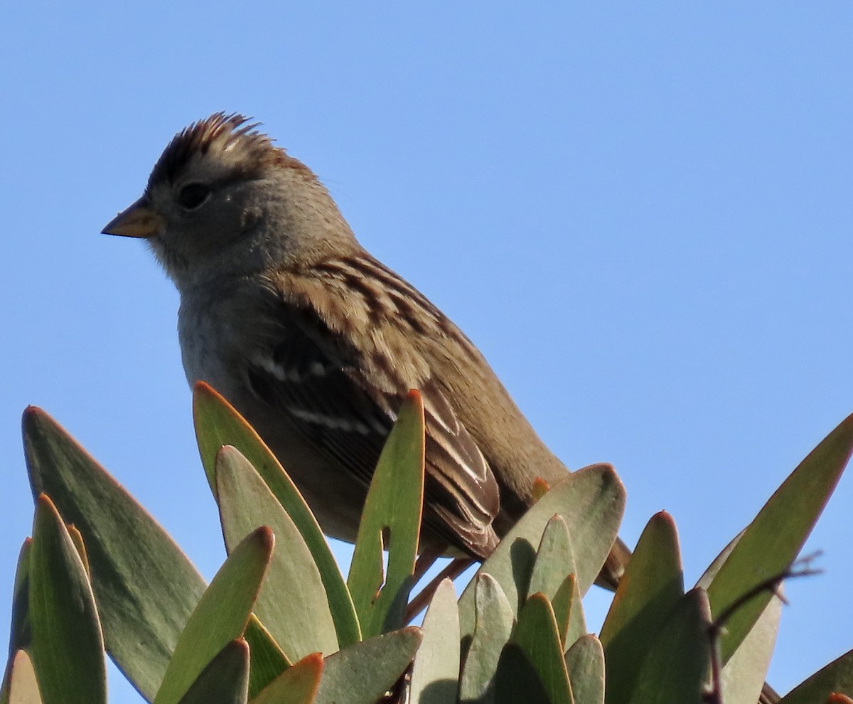 White-crowned Sparrow - ML646433014