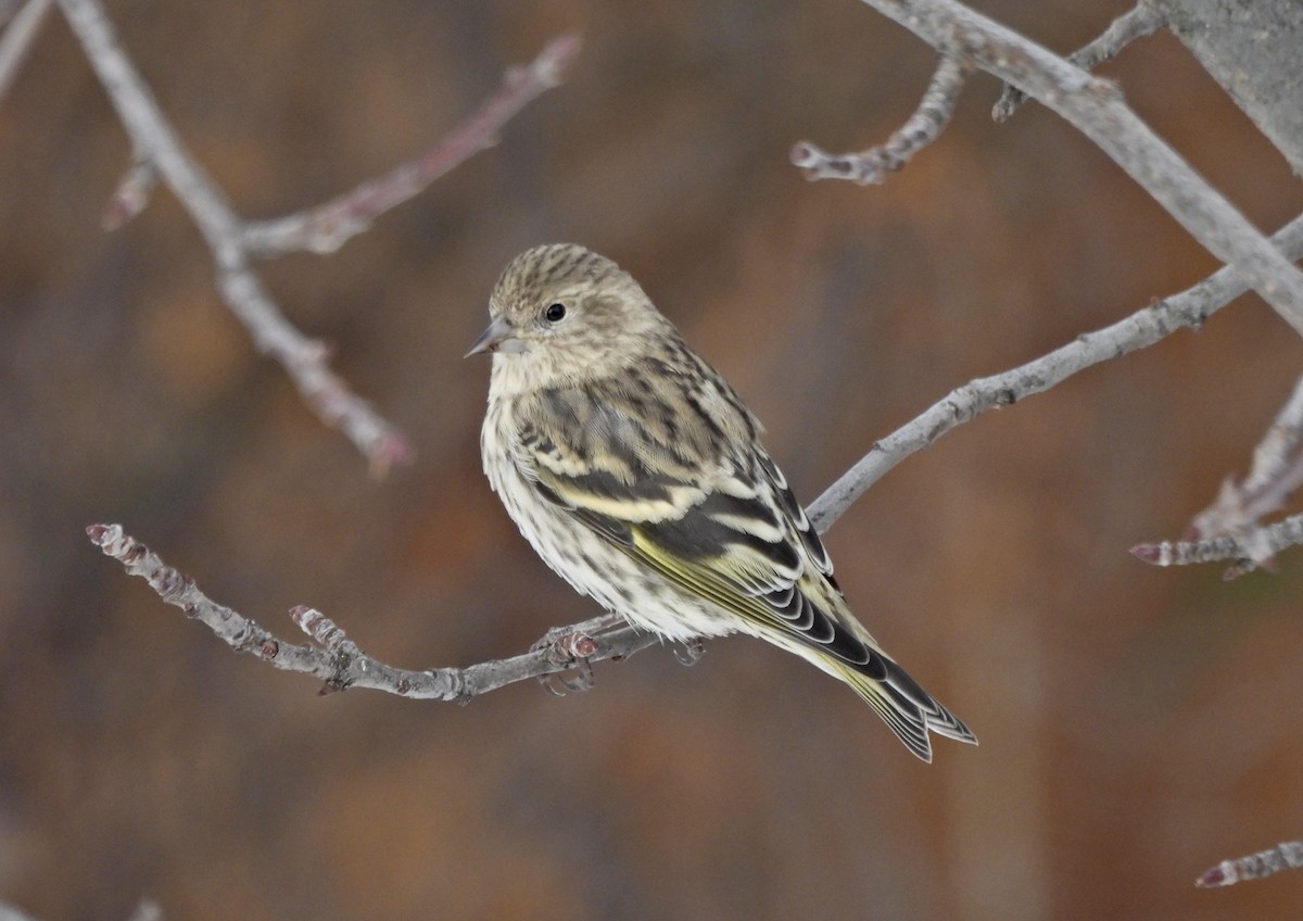 Pine Siskin - ML646433015