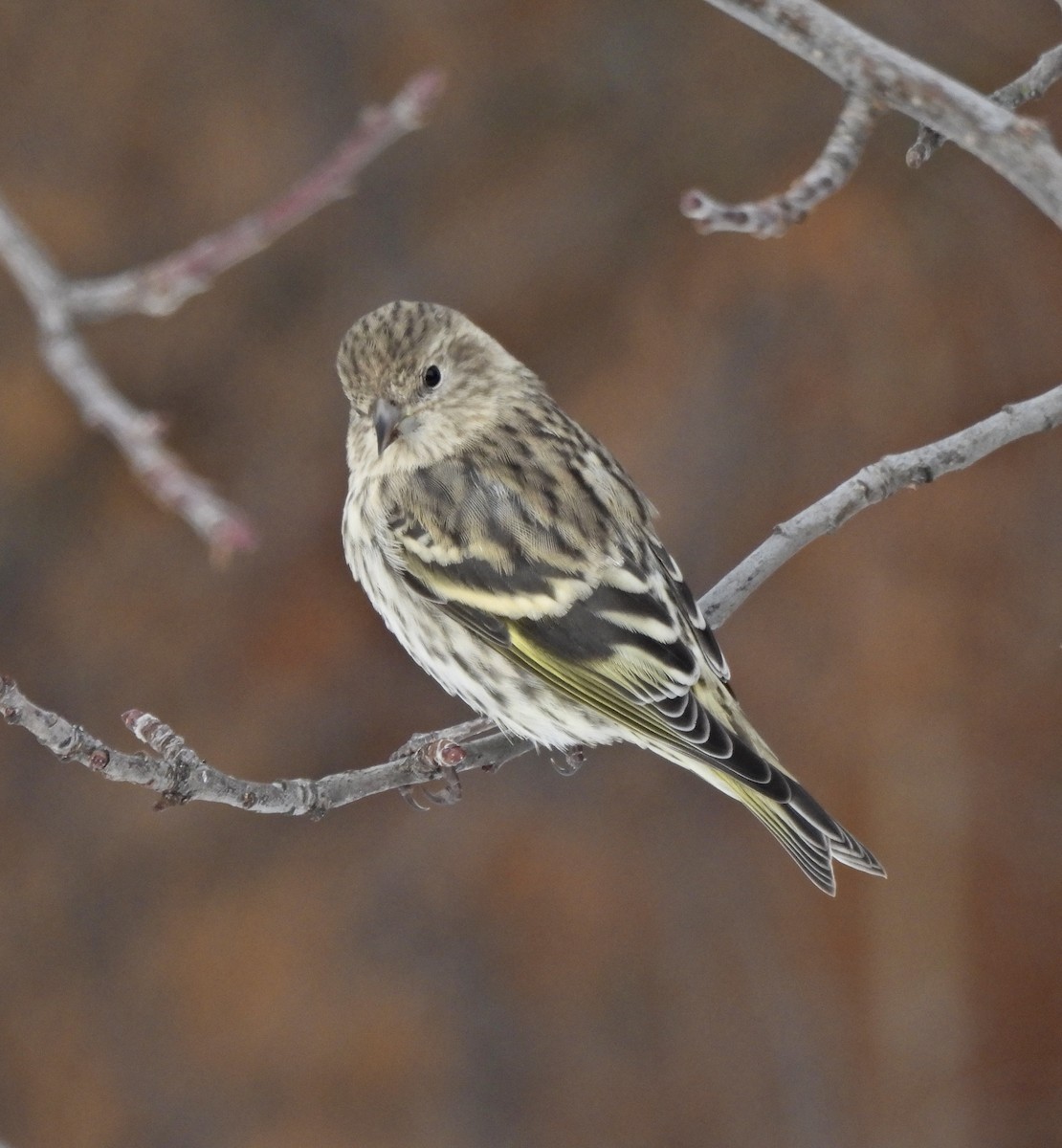 Pine Siskin - ML646433016
