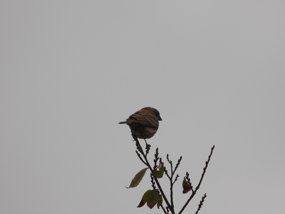 House Finch - ML646433017