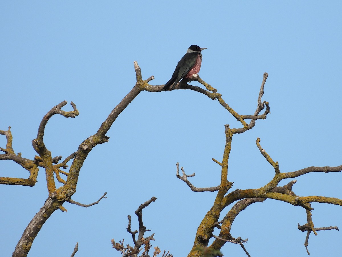 Blutgesichtspecht - ML646433018