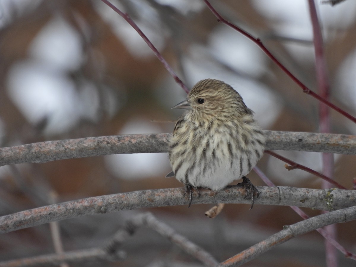 Pine Siskin - ML646433019