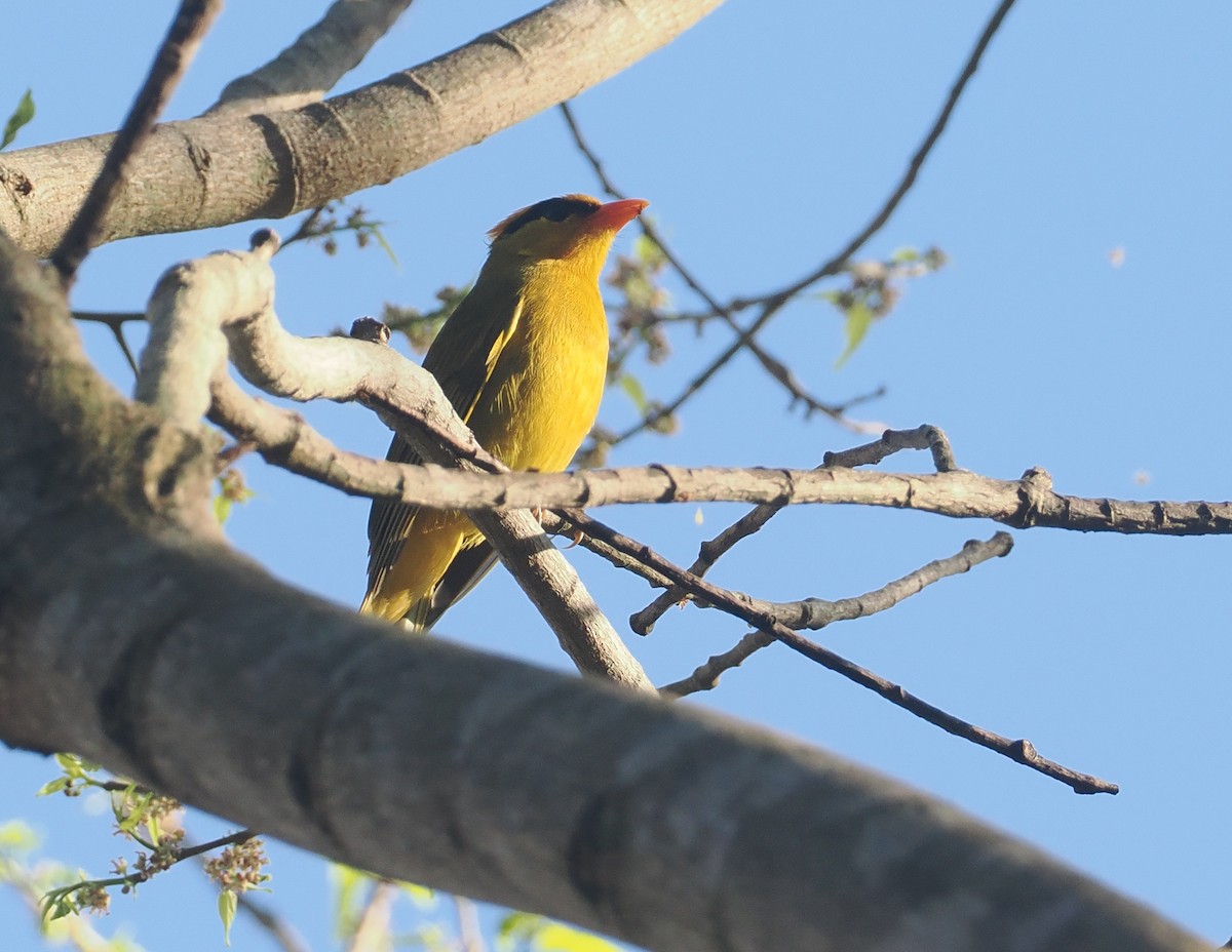 Tangara inti - ML646433023