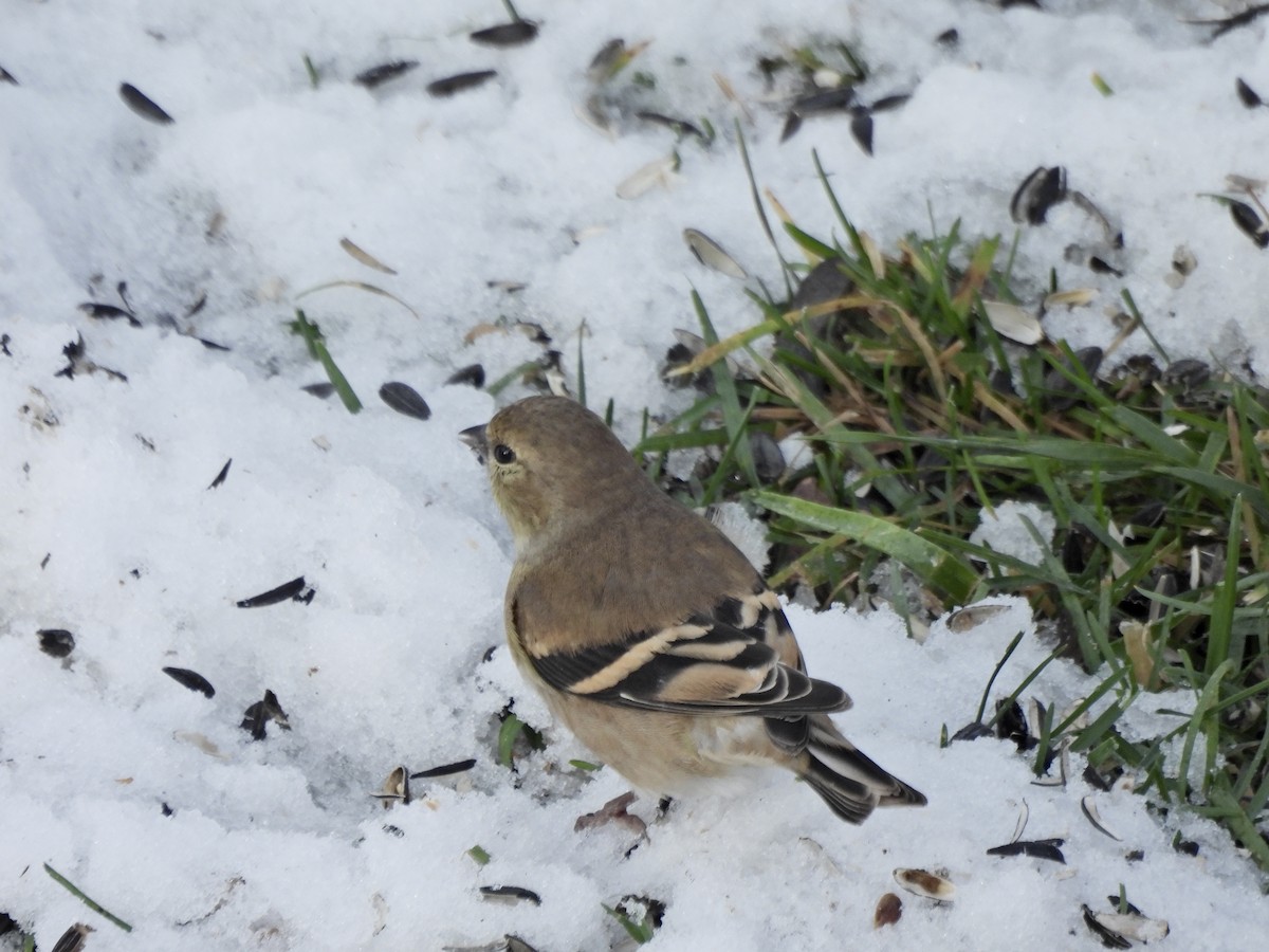 American Goldfinch - ML646433024