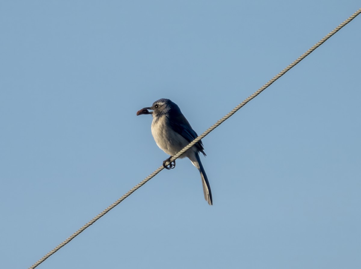 California Scrub-Jay - ML646433025