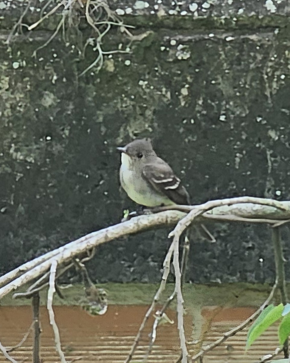 Acadian Flycatcher - ML646433026
