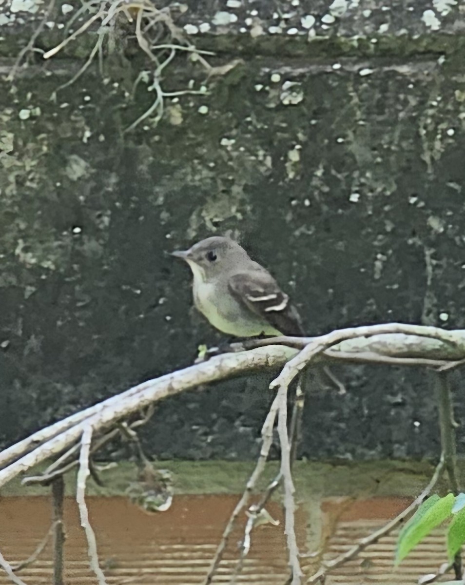 Acadian Flycatcher - ML646433027