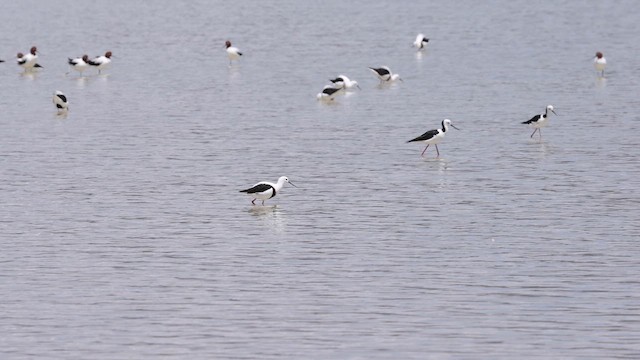 Banded Stilt - ML646433028