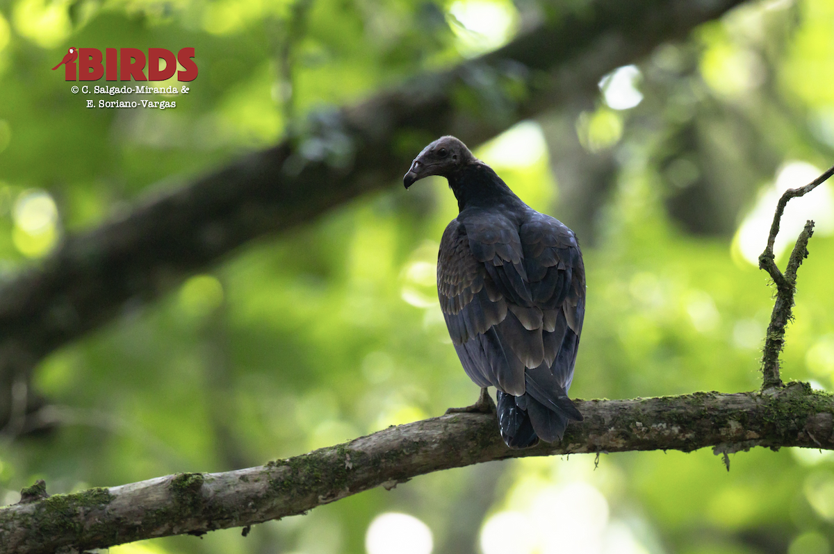 kondor krocanovitý - ML646433030