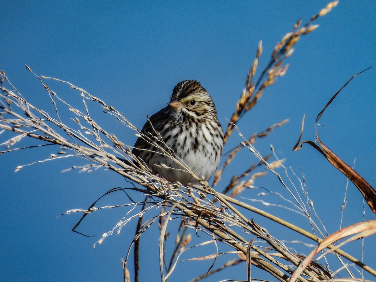 Savannah Sparrow - ML646433031