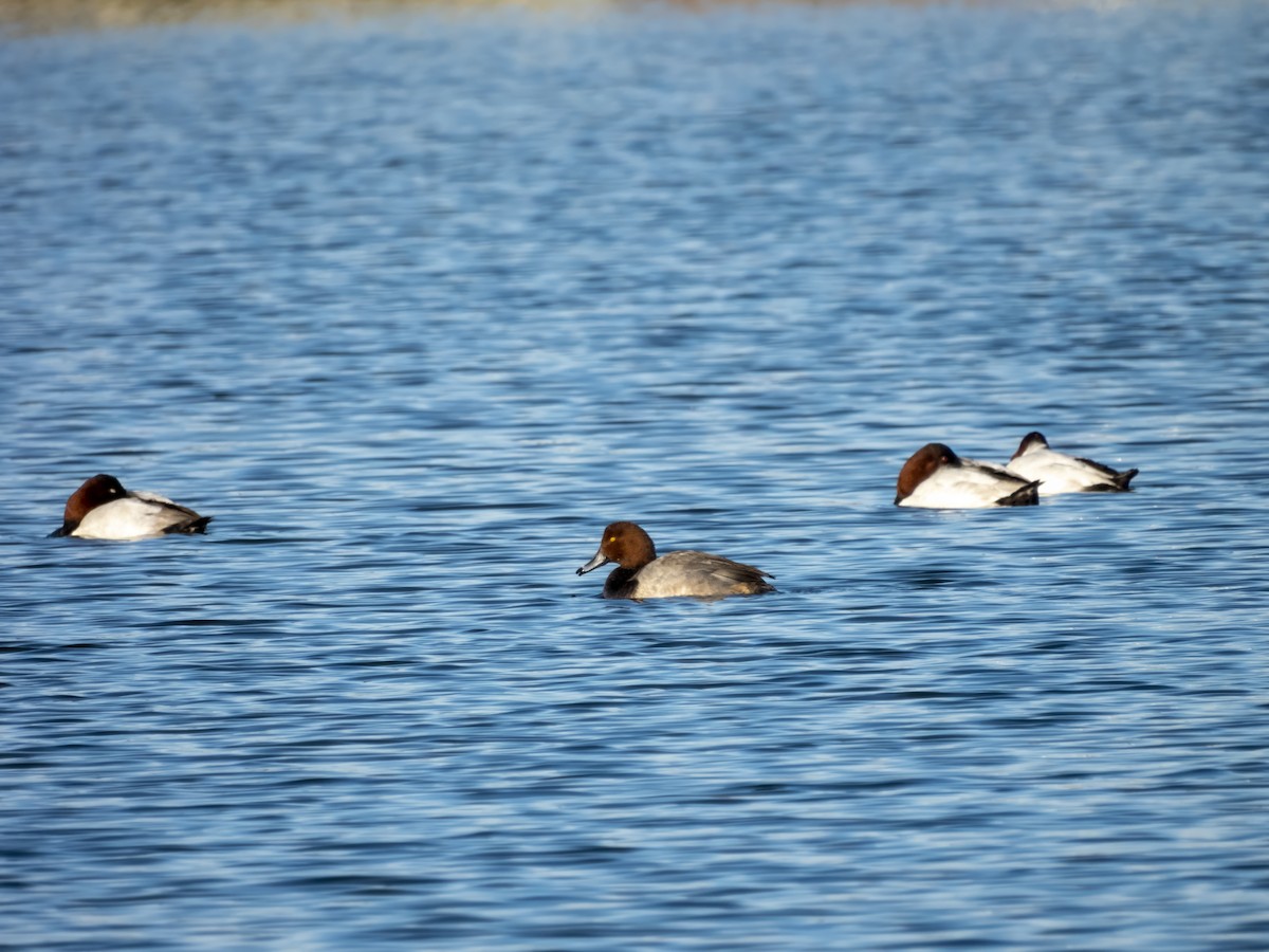 Redhead - ML646433032