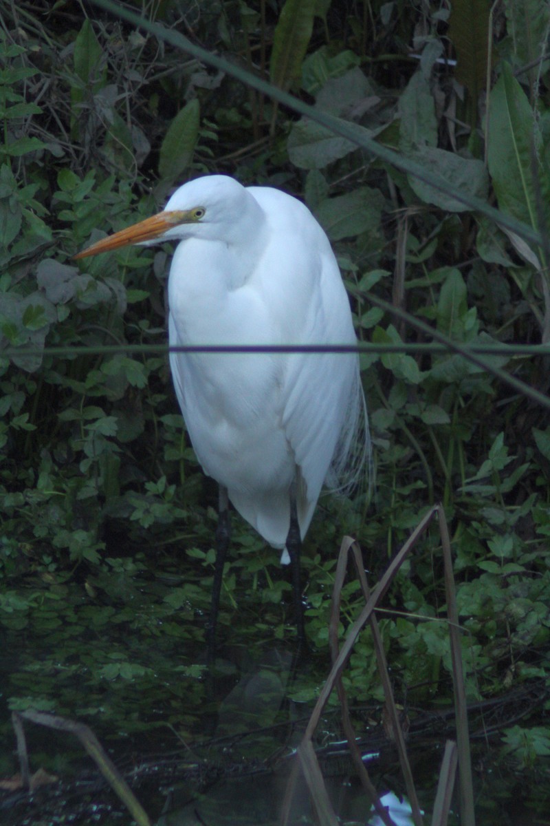 Koartza zuria - ML646433033