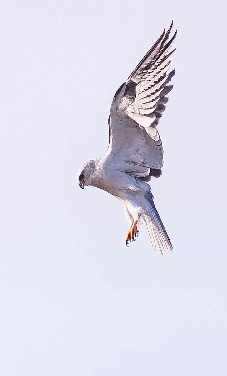 White-tailed Kite - ML646433035