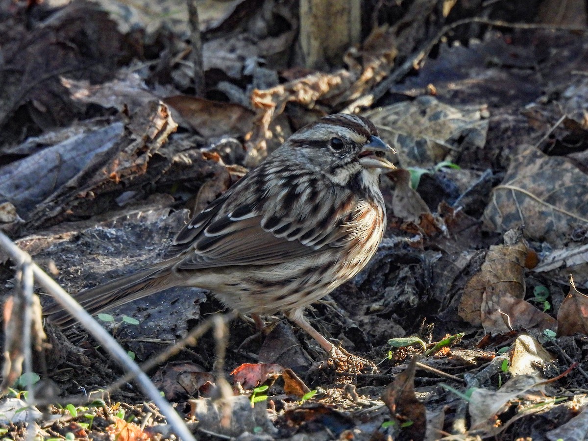 Song Sparrow - ML646433036