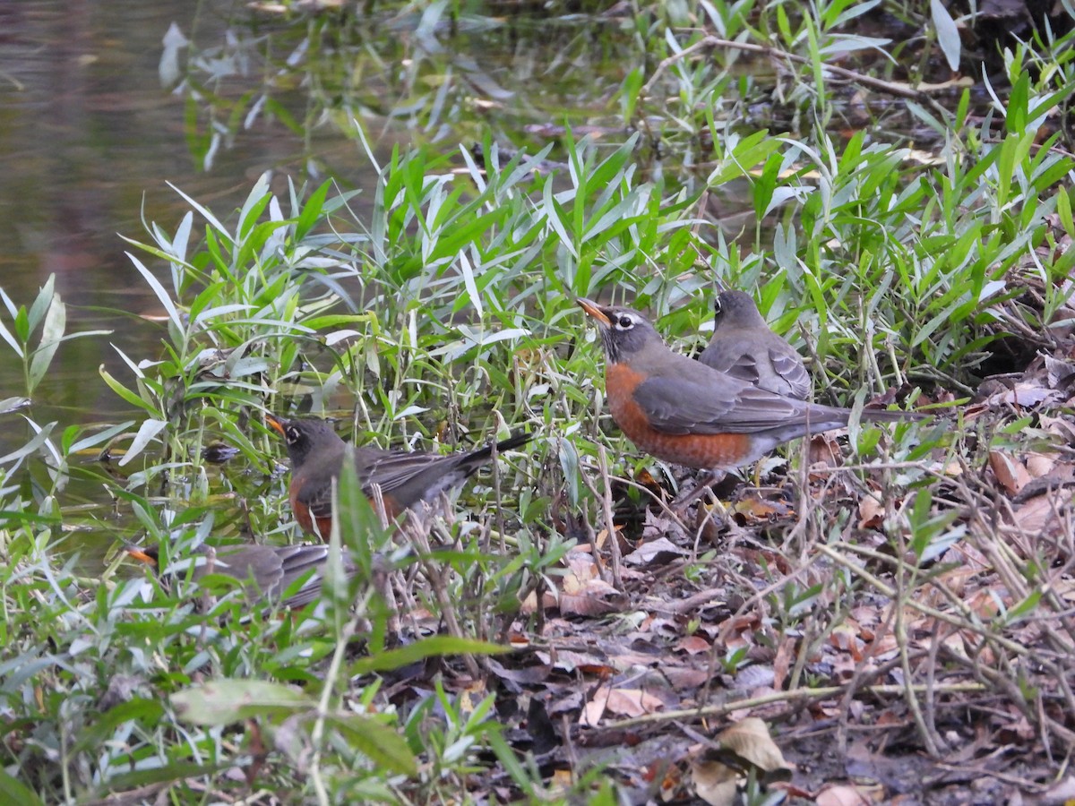 American Robin - ML646433039