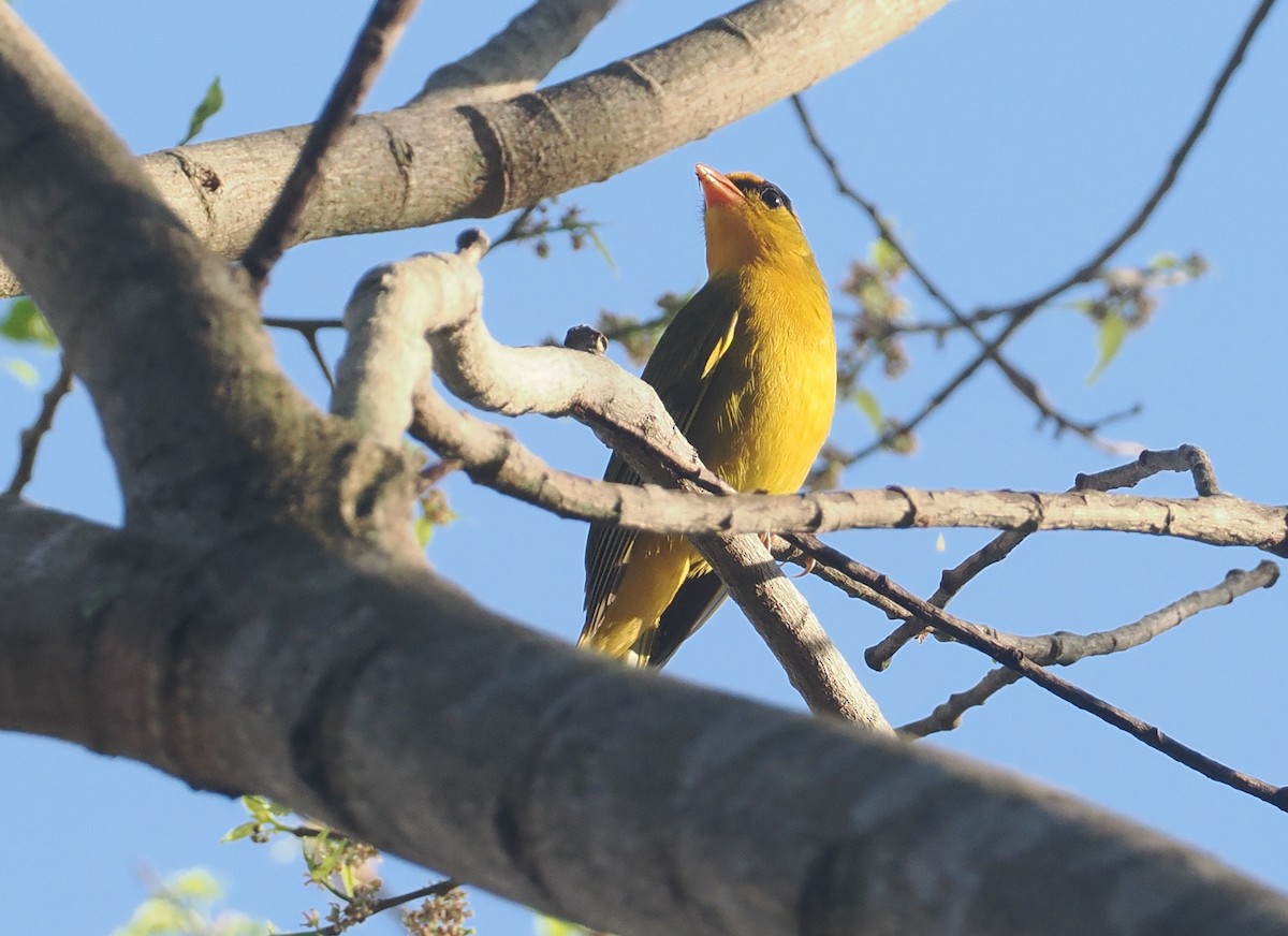 Tangara inti - ML646433040