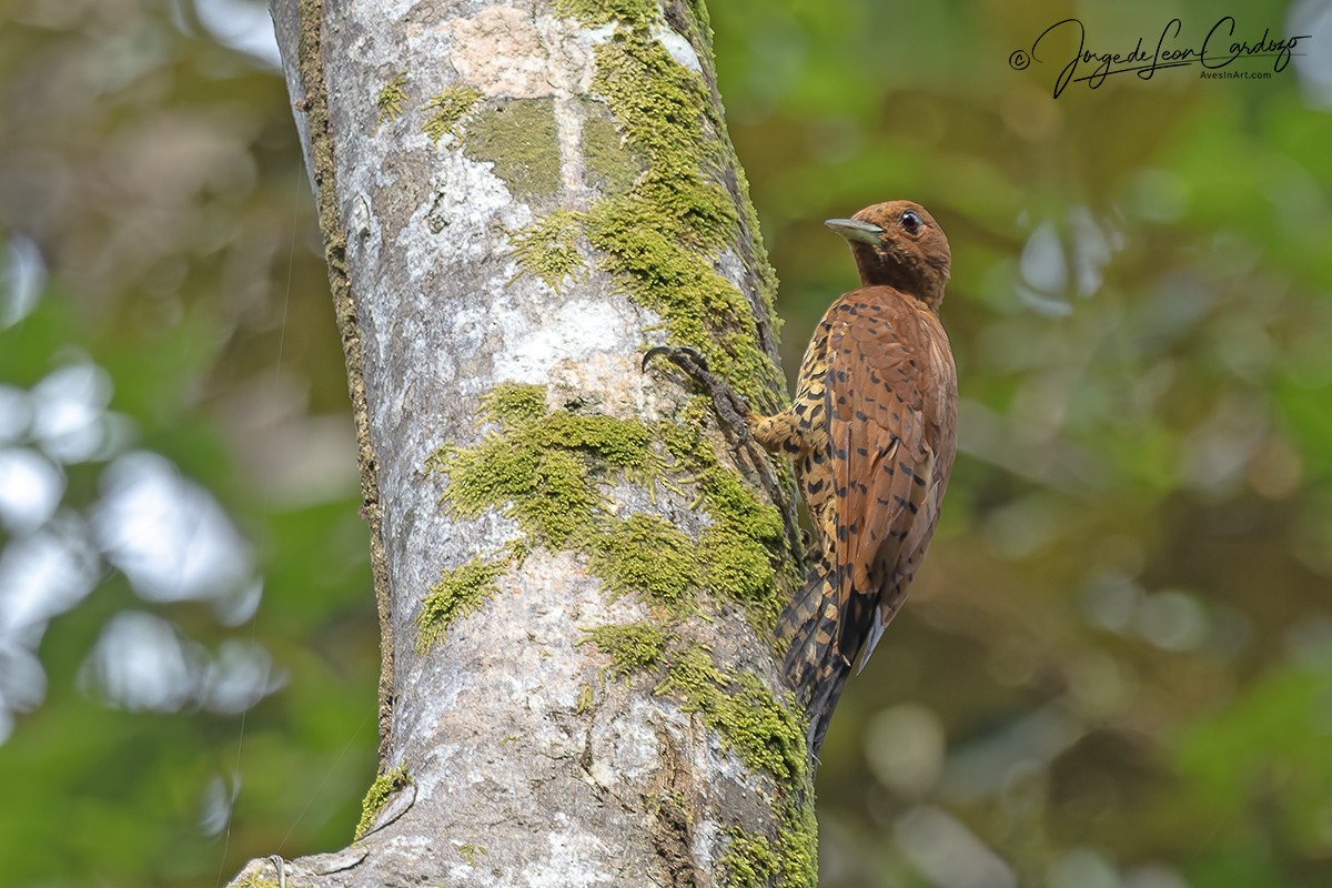 Cinnamon Woodpecker - ML646433041