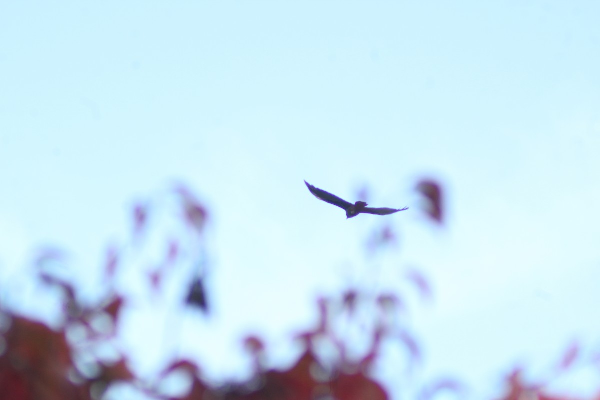 American Crow - ML646433042