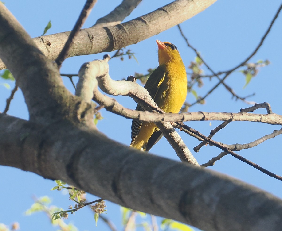 Tangara inti - ML646433046