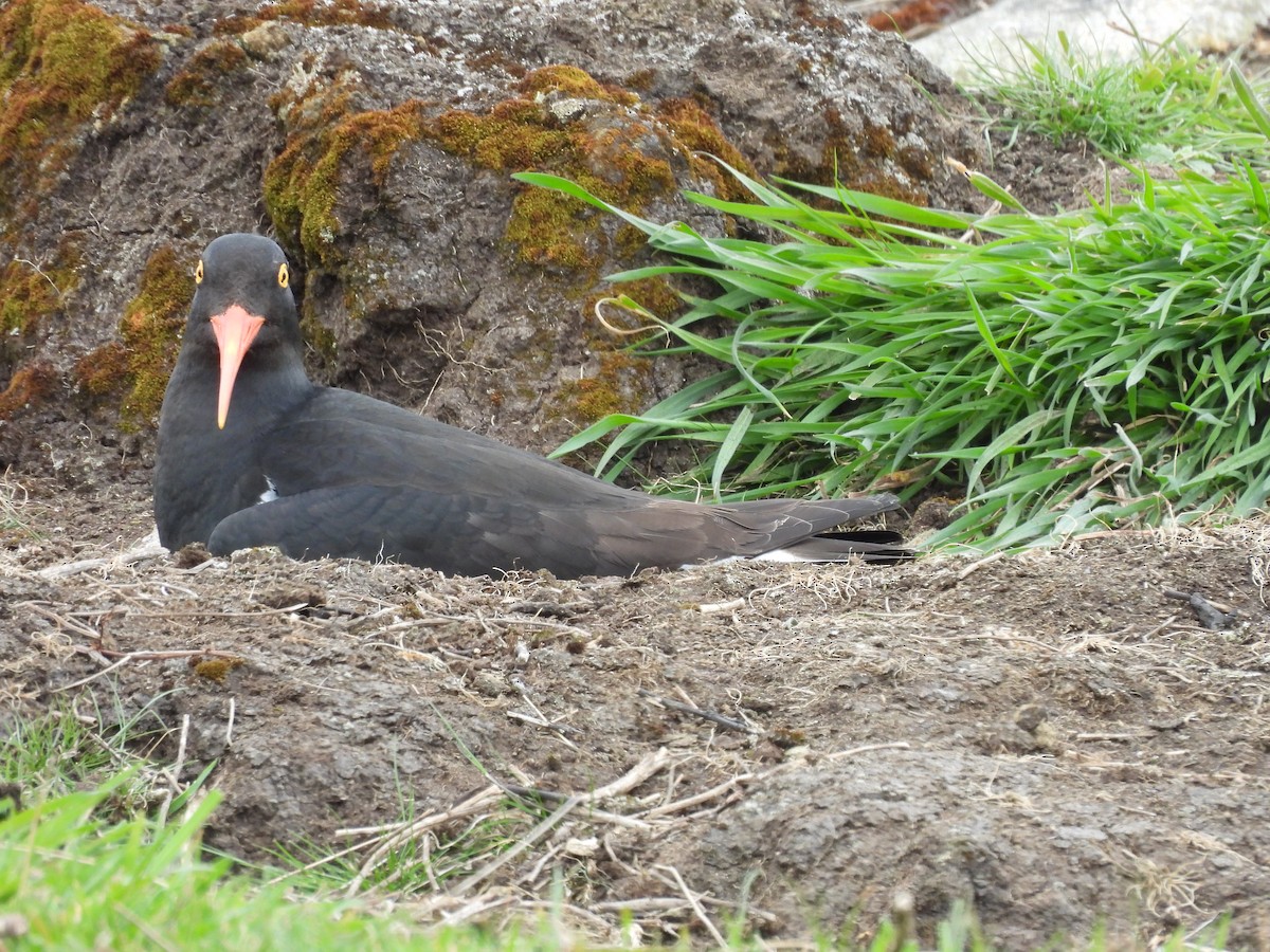 ústřičník žlutooký - ML646433048