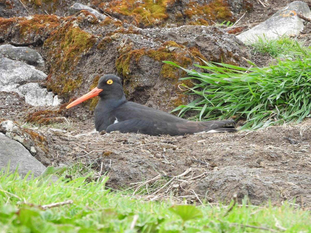 ústřičník žlutooký - ML646433049