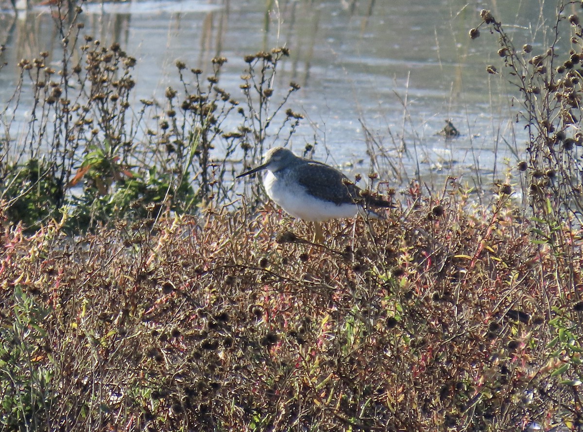 Greater Yellowlegs - ML646433051
